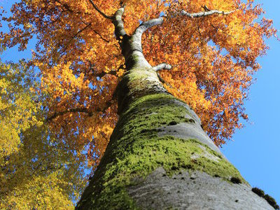 &copy; Werner Steiger