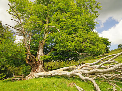 &copy; Werner Steiger